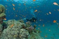 Coral reef and water plants in the Red Sea