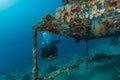 Coral reef and water plants in the Red Sea