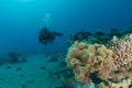 Coral reef and water plants in the Red Sea