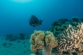 Coral reef and water plants in the Red Sea