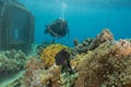 Coral reef and water plants in the Red Sea