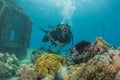 Coral reef and water plants in the Red Sea