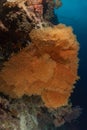 Coral reef and water plants at the Tubbataha Reefs, Philippines Royalty Free Stock Photo