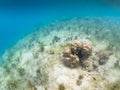 Coral Reef Wildlife: Undersea Marine Life in Fiji