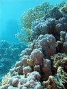 Coral reef withe hard corals at the bottom of tropical sea