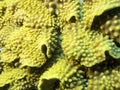 Coral reef with yellow coral turbinaria mesenterina in tropical sea Royalty Free Stock Photo