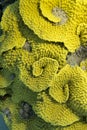 Coral reef with yellow coral turbinaria mesenterina, underwater Royalty Free Stock Photo