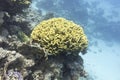Coral reef with yellow coral turbinaria mesenterina, underwater Royalty Free Stock Photo