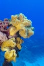 Coral reef with yellow soft coral in tropical sea Royalty Free Stock Photo