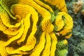 Coral reef with yellow turbinaria mesenterina, underwater Royalty Free Stock Photo