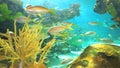 A coral reef with Yellowtailed Snapper and other tropical fish swimming