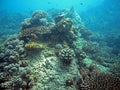 Diving in zanzibar