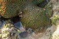 Coral reefs are built from stony corals, which in turn consist of polyps for education in nature. Green type of shallow water