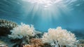 Coral reefs essential for biodiversity and coastal protection are bleached and dying due to ocean acidification caused