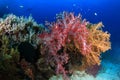 Coral reefs and fishes