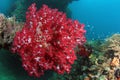 Coral reefs and fishes