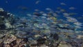 School of fish, parrotfish and rabbitfish together, shallow water above acropora scleractinian coral and foliaceous hard coral