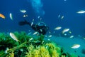 Coral reefs and water plants in the Red Sea