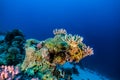 Coral reefs and water plants in the Red Sea, colorful and different colors