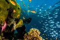 Coral reefs and water plants in the Red Sea, colorful and different colors