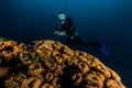 Coral reefs and water plants in the Red Sea