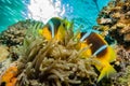 Coral reefs and water plants in the Red Sea