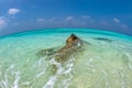 Coral rock on Maldives sandy beach cristal water landscape