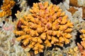 Coral in rock pool Royalty Free Stock Photo