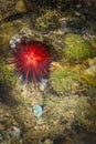 Coral rock pool Royalty Free Stock Photo