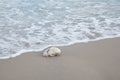 Coral Rock Washed Ashore on the Beach