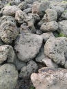 coral rocks around the beach