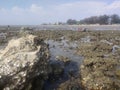 coral rocks on the beach when the sea water recedes in the afternoon Royalty Free Stock Photo