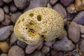 Coral on a rocky beach in Great Barrier Reef Marine Park, Australia Royalty Free Stock Photo