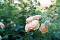 Coral rose flower in roses garden. copy space, Top view. Soft focus Royalty Free Stock Photo