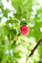 Coral rose flower in roses garden. Top view. Soft focus Royalty Free Stock Photo