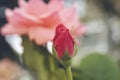 Coral rose flower in roses garden. Top view. Royalty Free Stock Photo