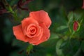 Coral rose flower in roses garden. Top view. Royalty Free Stock Photo