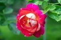 Coral rose flower in roses garden. Top view. Soft focus Royalty Free Stock Photo