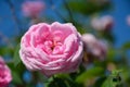 Coral rose flower in roses garden. Top view. Royalty Free Stock Photo