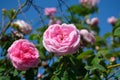 Coral rose flower in roses garden. Top view. Royalty Free Stock Photo