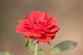 Coral rose flower in roses garden. Top view. Soft focus.Large bush of red roses on a background of nature Royalty Free Stock Photo