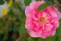 Coral rose flower in roses garden. Top view. Soft focus. Sunlit flower in the garden in the morning dew.