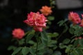 Coral rose at rosary. Flowers grow in the garden. Roses in summer or autumn in daylight after rain