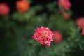 Coral rose at rosary. Flowers grow in the garden. Roses in summer or autumn in daylight after rain