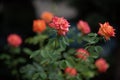 Coral rose at rosary. Flowers grow in the garden. Roses in summer or autumn in daylight after rain