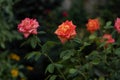 Coral rose at rosary. Flowers grow in the garden. Roses in summer or autumn in daylight after rain