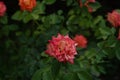 Coral rose at rosary. Flowers grow in the garden. Roses in summer or autumn in daylight after rain