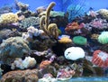 Coral is Saltwater Aquarium