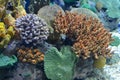 coral in saltwater aquarium Royalty Free Stock Photo