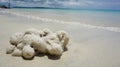 A coral on the sand Royalty Free Stock Photo
